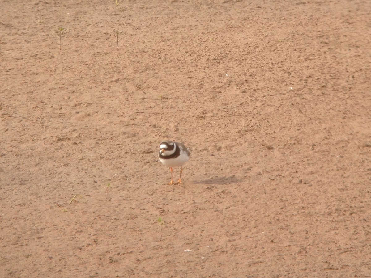 Semipalmated Plover - ML26818371