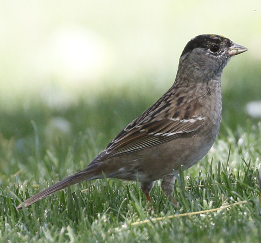 Golden-crowned Sparrow - Laura Ellis