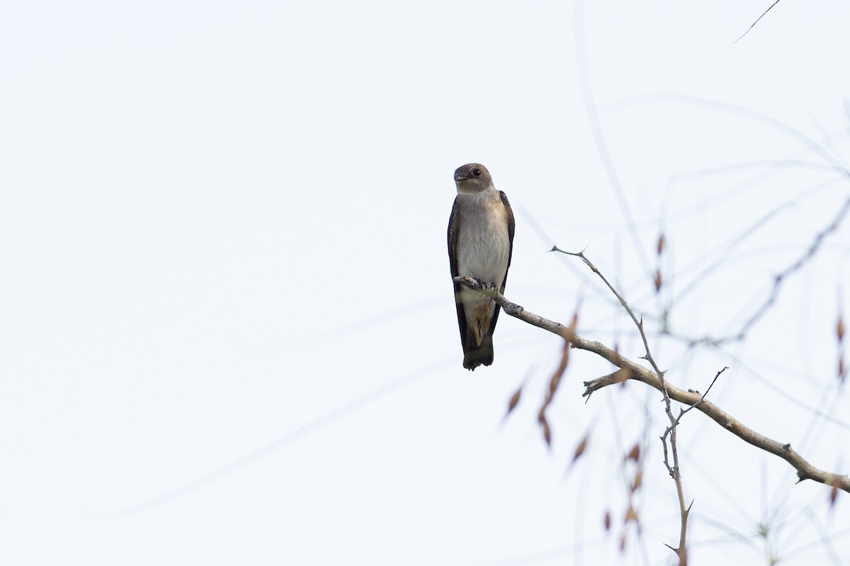 Northern Rough-winged Swallow - ML268184801