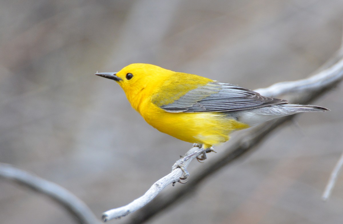 Prothonotary Warbler - ML26818481