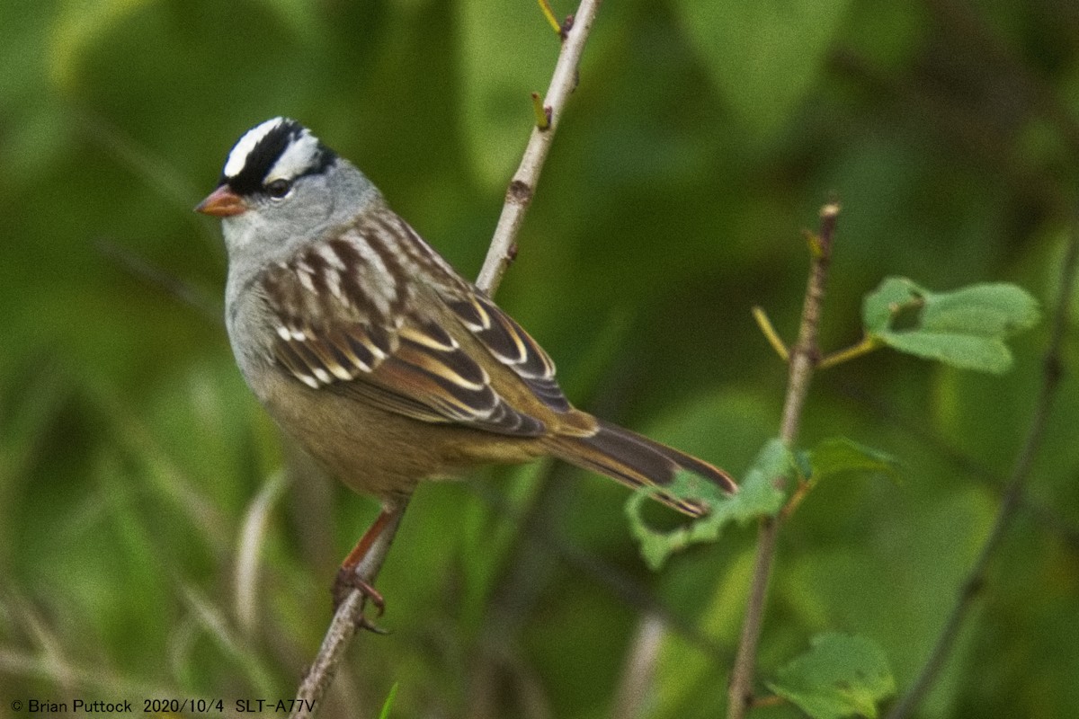 White-crowned Sparrow - ML268185341