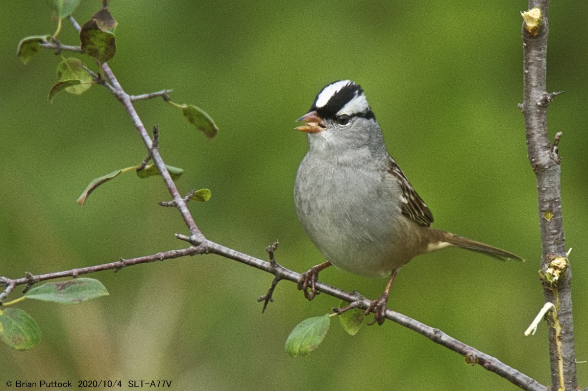 White-crowned Sparrow - ML268185381