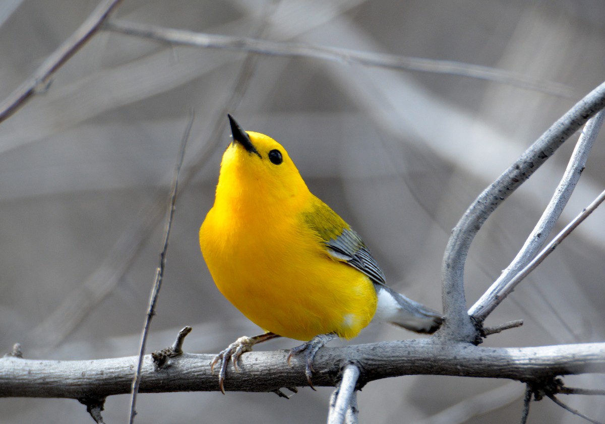 Prothonotary Warbler - ML26818541