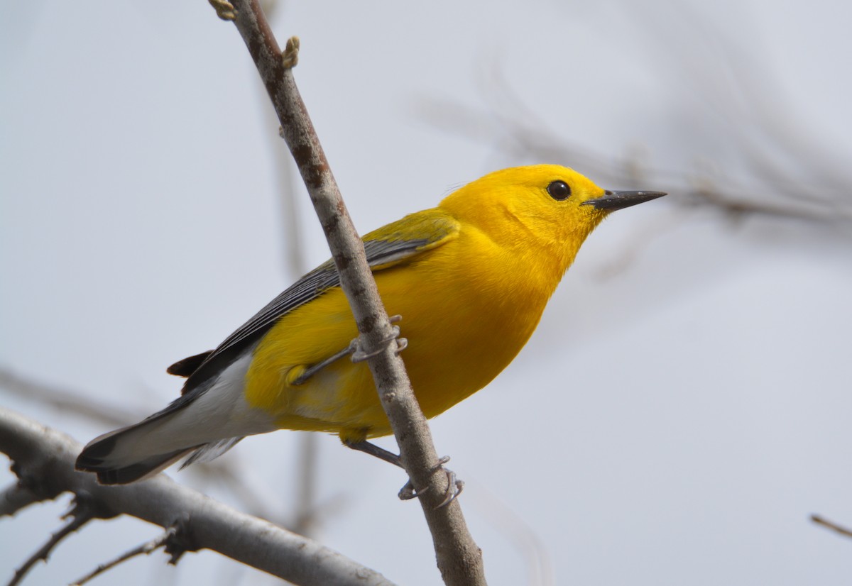 Prothonotary Warbler - ML26818561