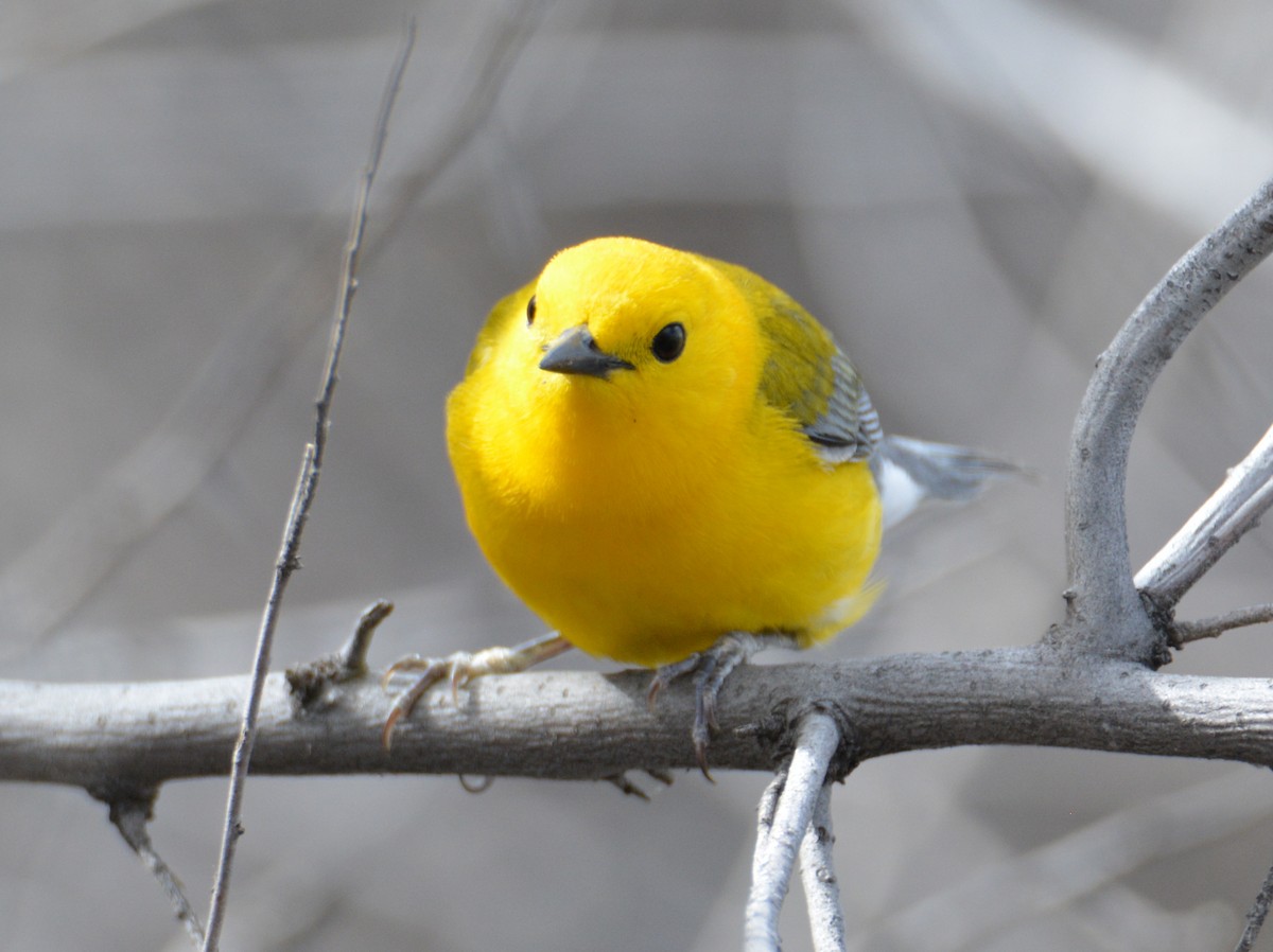 Prothonotary Warbler - ML26818571