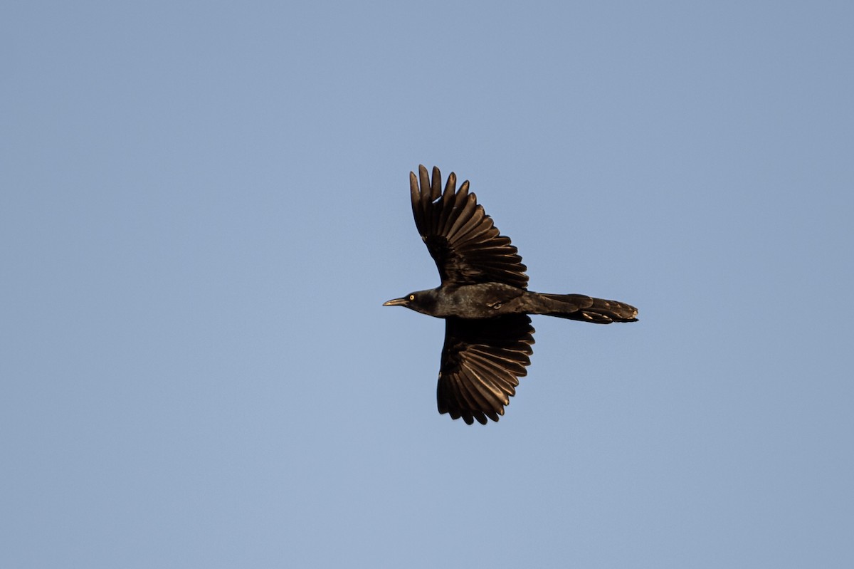 Great-tailed Grackle - ML268186021