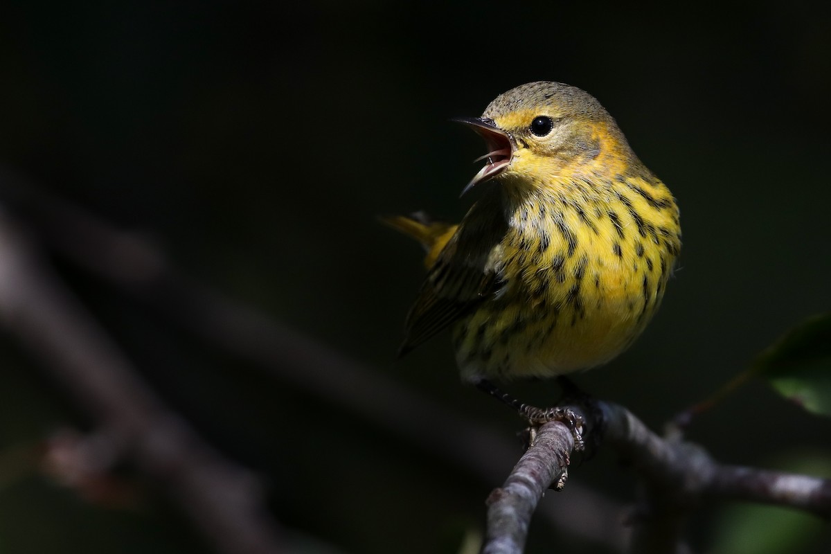 Cape May Warbler - ML268191091