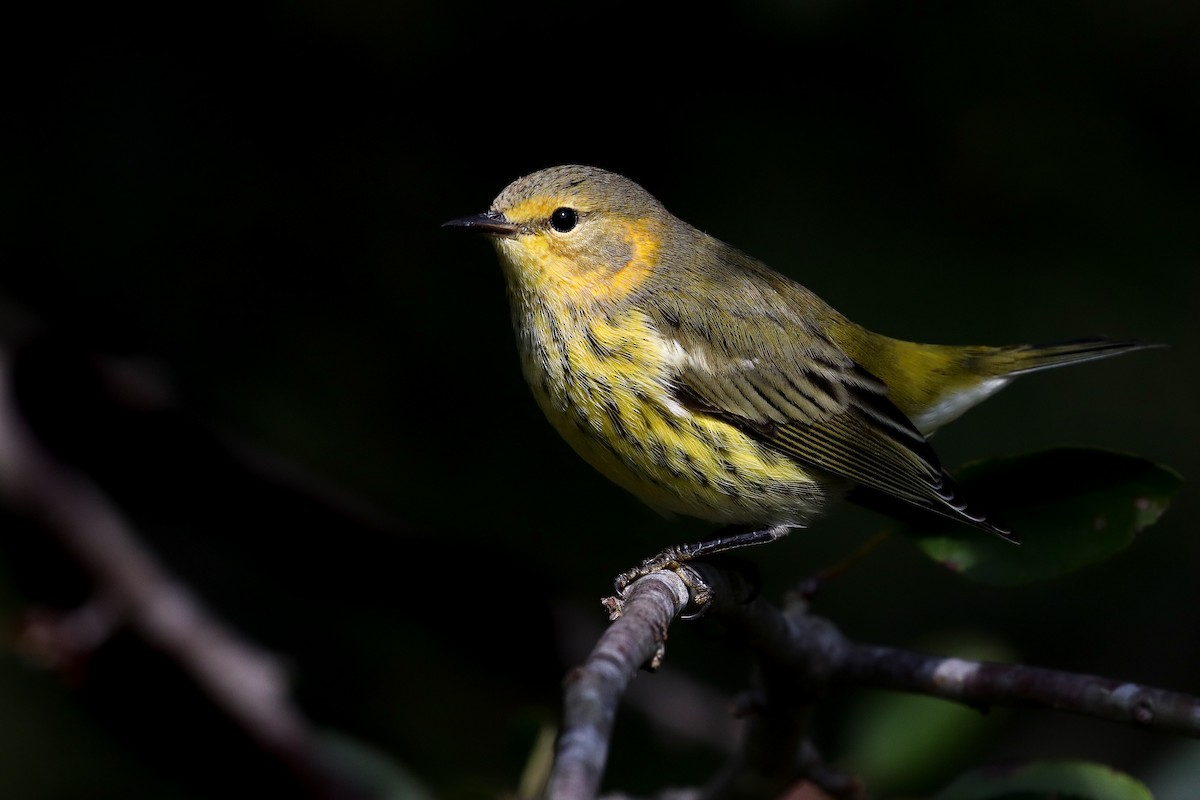 Cape May Warbler - ML268191121