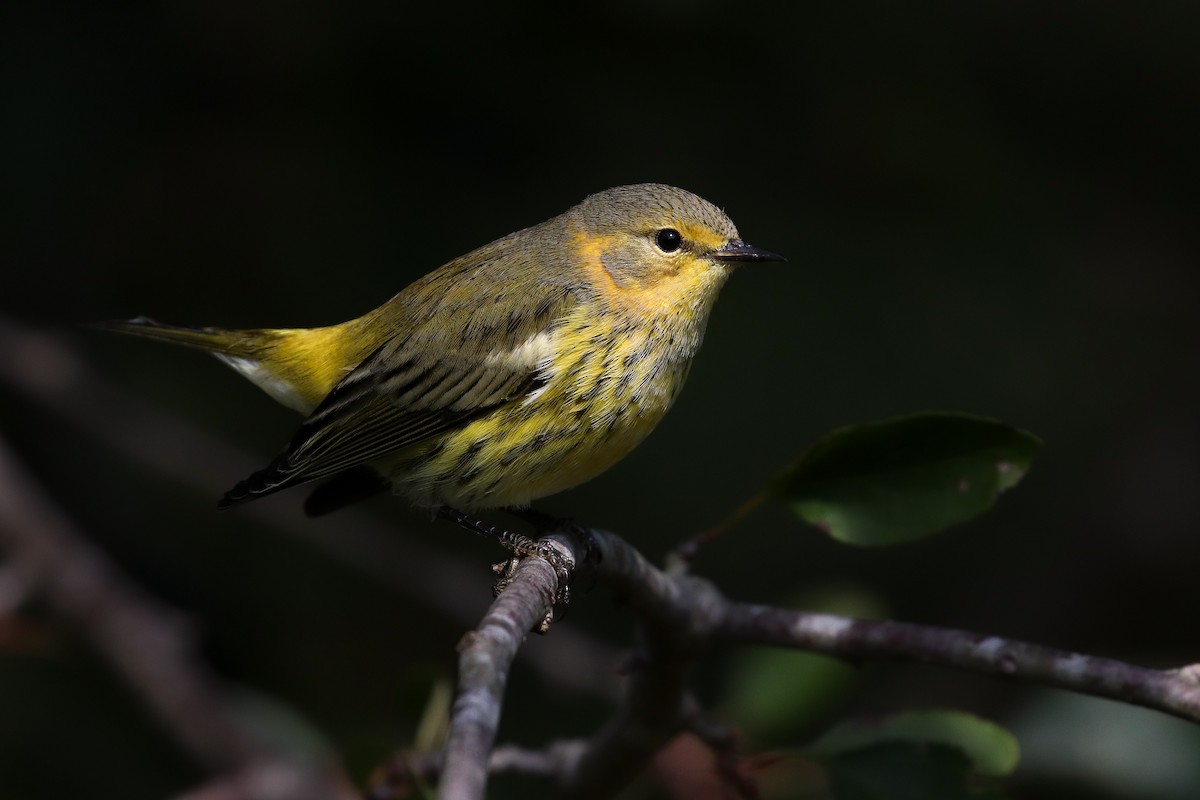 Cape May Warbler - ML268191131