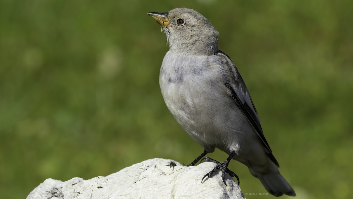 White-winged Snowfinch - ML268191911