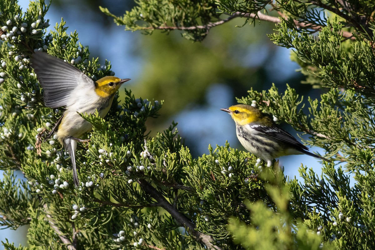 Black-throated Green Warbler - Timothy Graves