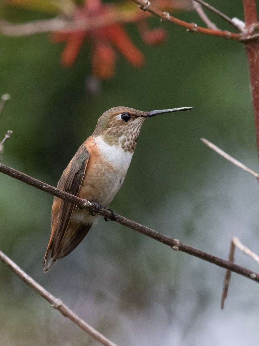 Rufous Hummingbird - Lynette Spence