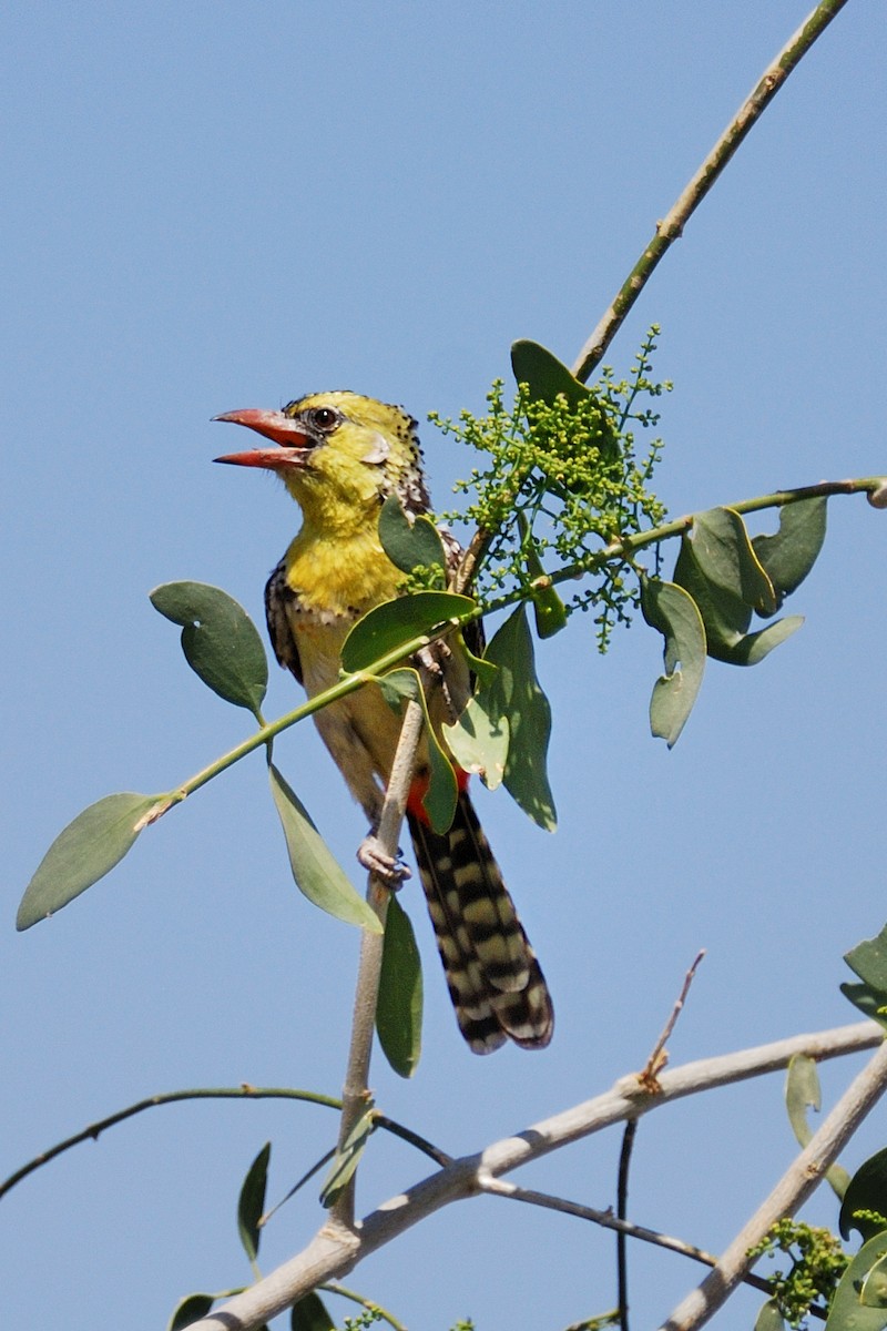 Yellow-breasted Barbet - Deanna Mueller-Crispin
