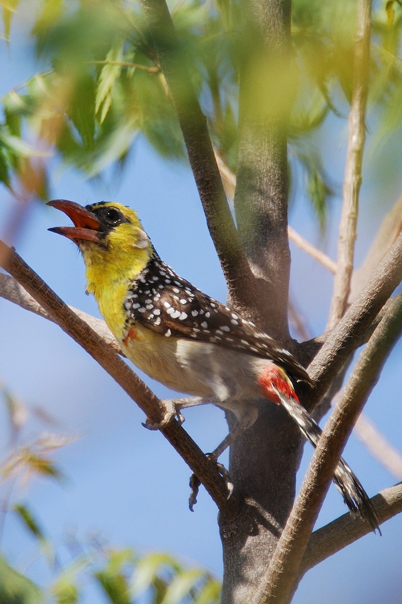 Yellow-breasted Barbet - ML268197651