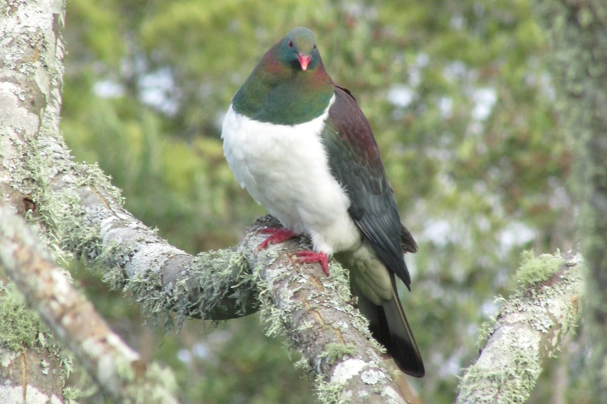 New Zealand Pigeon - ML26819791