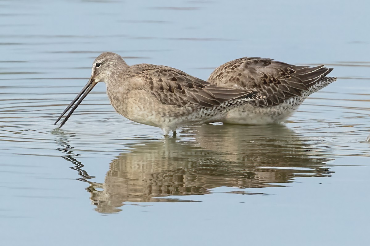Long-billed Dowitcher - Kyle Blaney