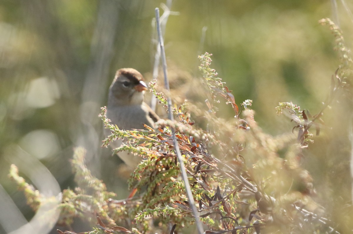 White-crowned Sparrow - C Millington