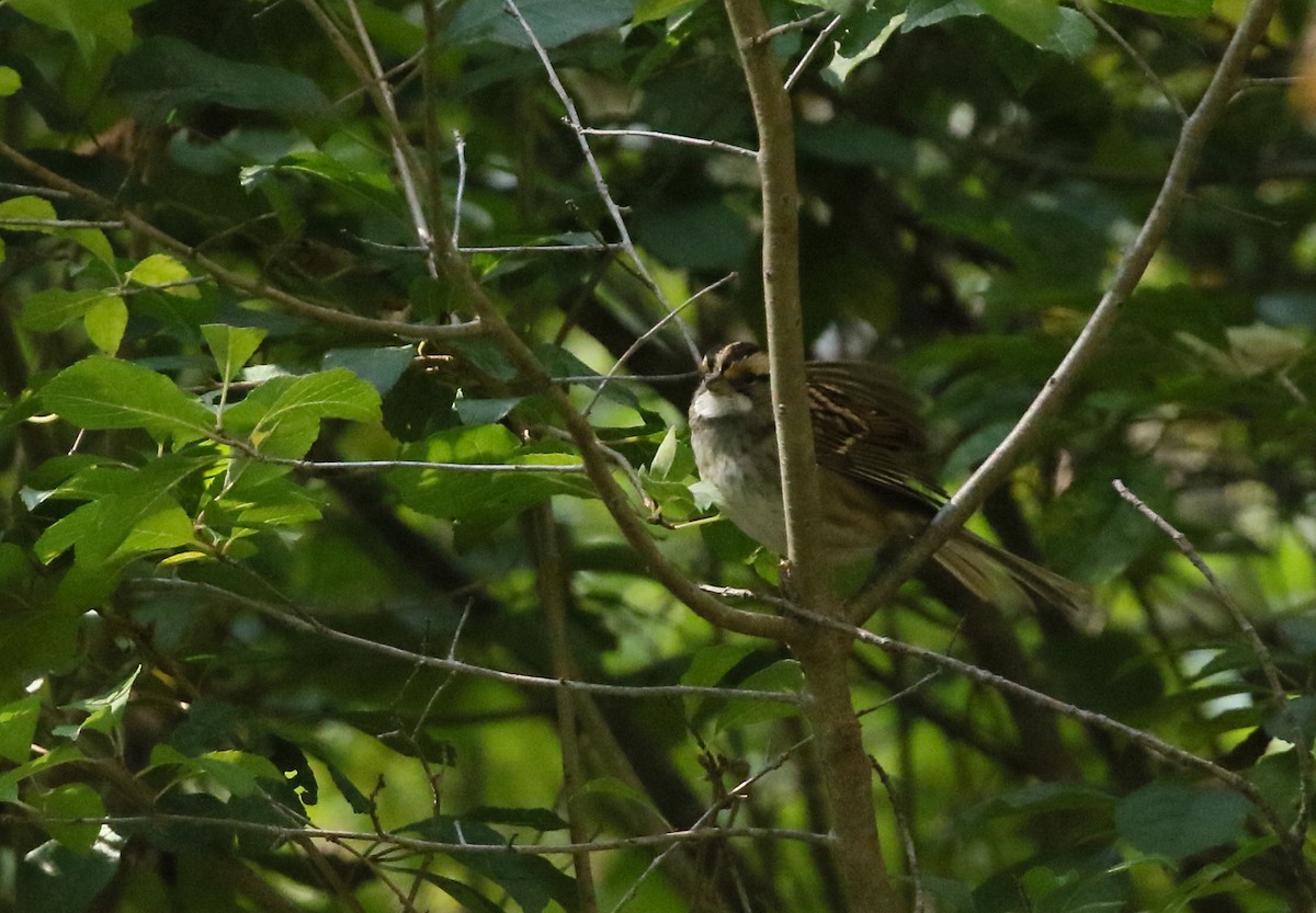 White-throated Sparrow - C Millington