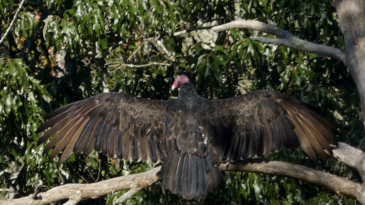 Turkey Vulture - ML268201251