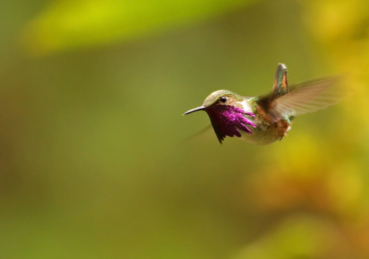 Bumblebee Hummingbird - Ian Davies