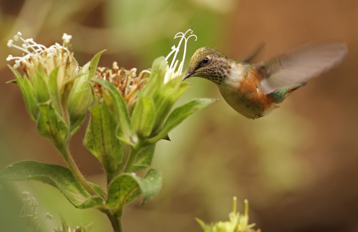 Bumblebee Hummingbird - Ian Davies
