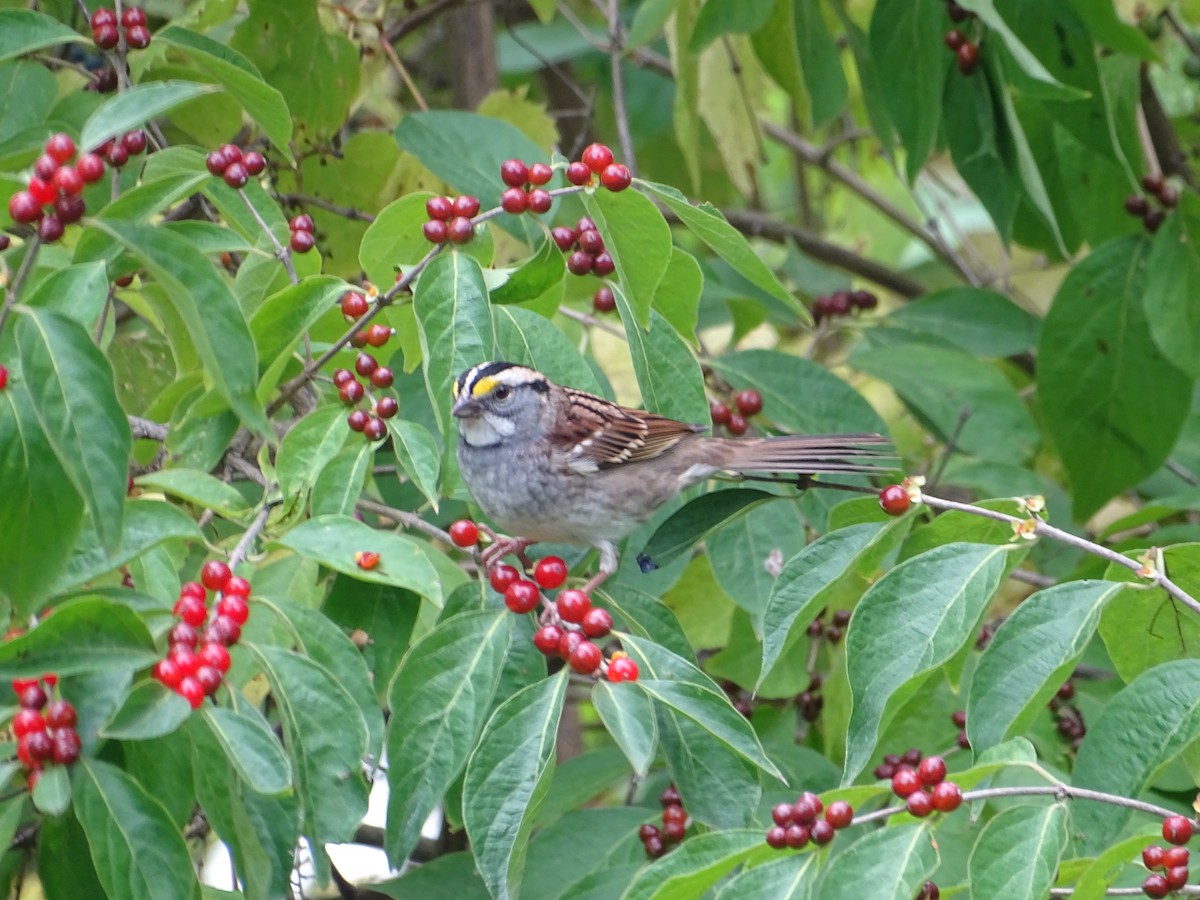 White-throated Sparrow - ML268213851