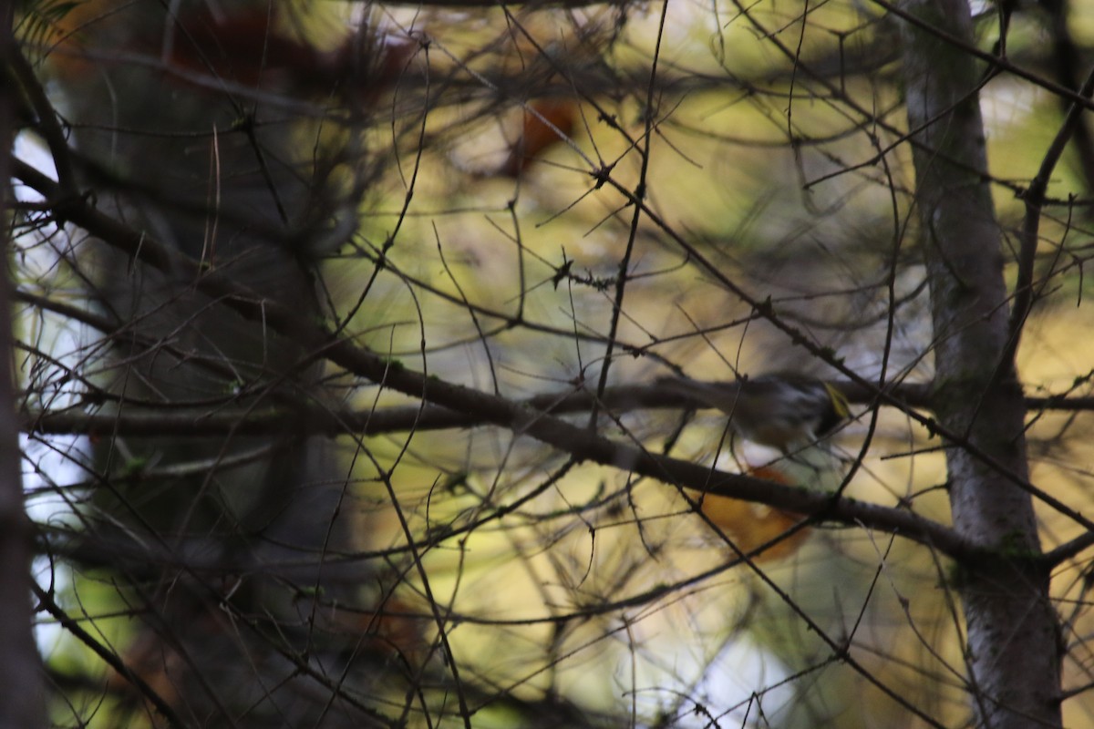 Black-throated Green Warbler - ML268217411