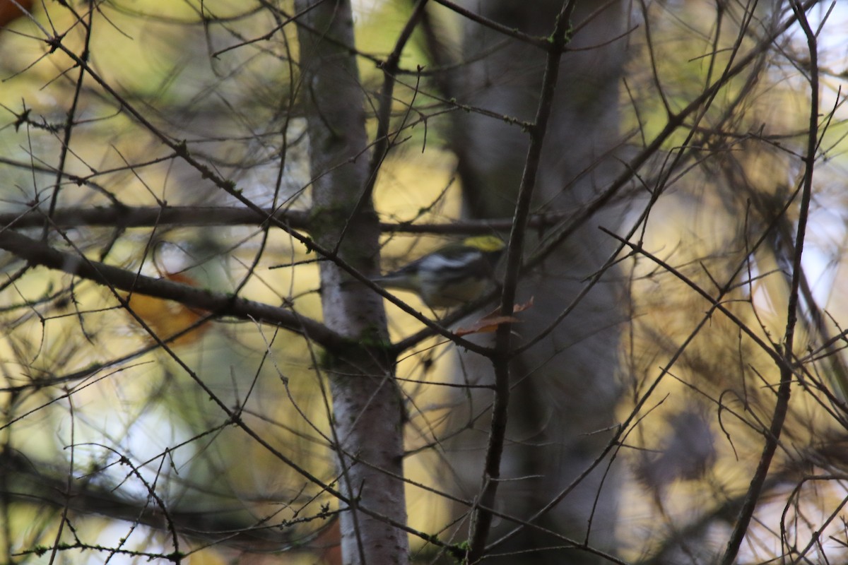 Black-throated Green Warbler - ML268217751
