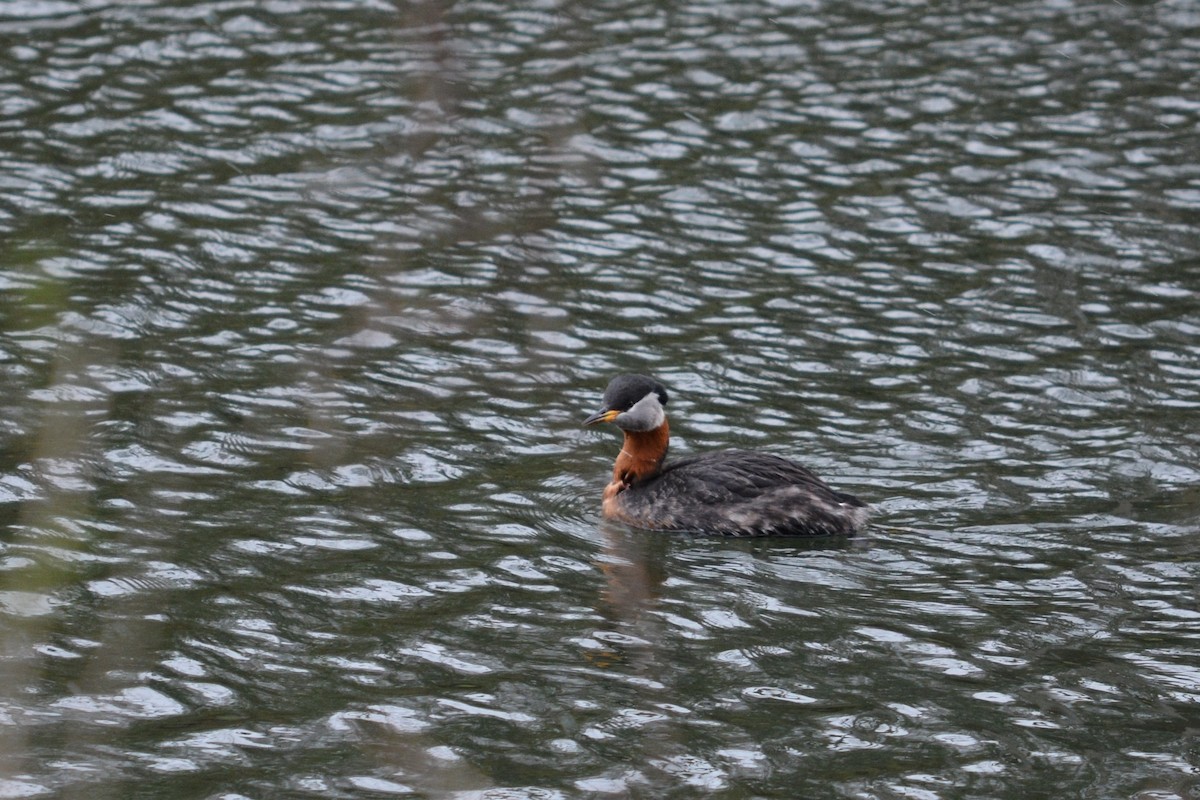 Red-necked Grebe - ML26822311