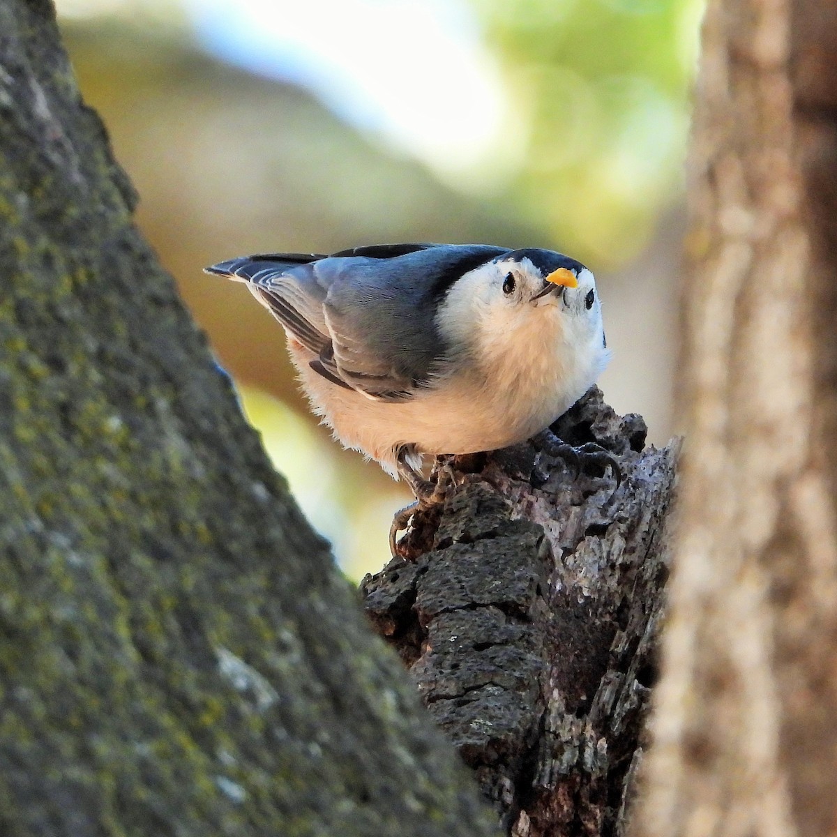 White-breasted Nuthatch - ML268228171