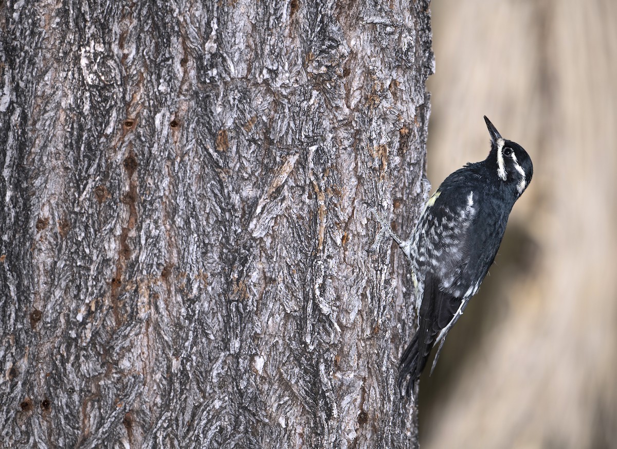woodpecker sp. - Nirmal Khandan