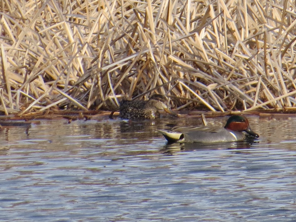 Green-winged Teal - ML26823041