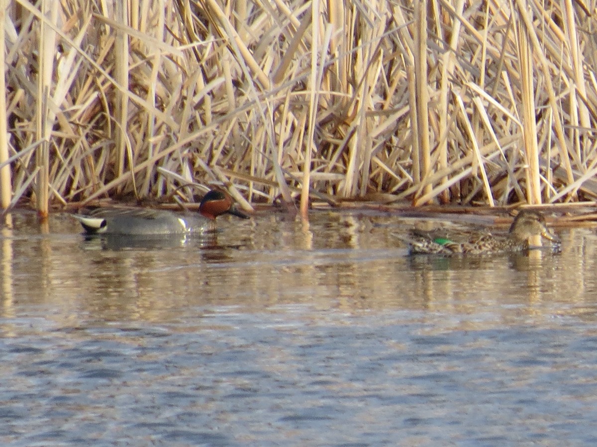 Green-winged Teal - ML26823091