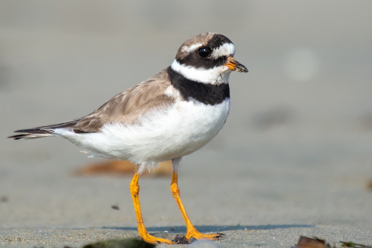 Common Ringed Plover - ML268232901