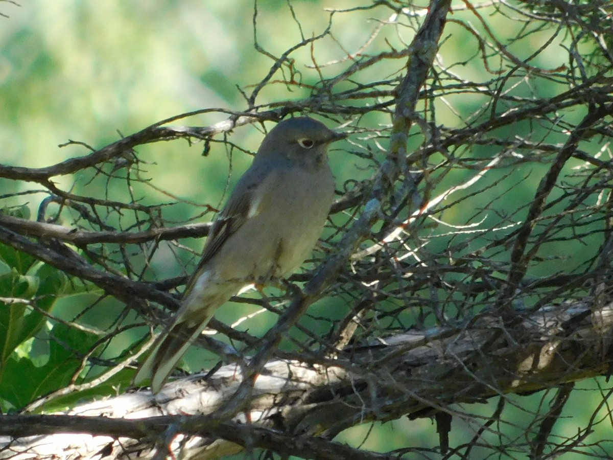 Townsend's Solitaire - ML268233361