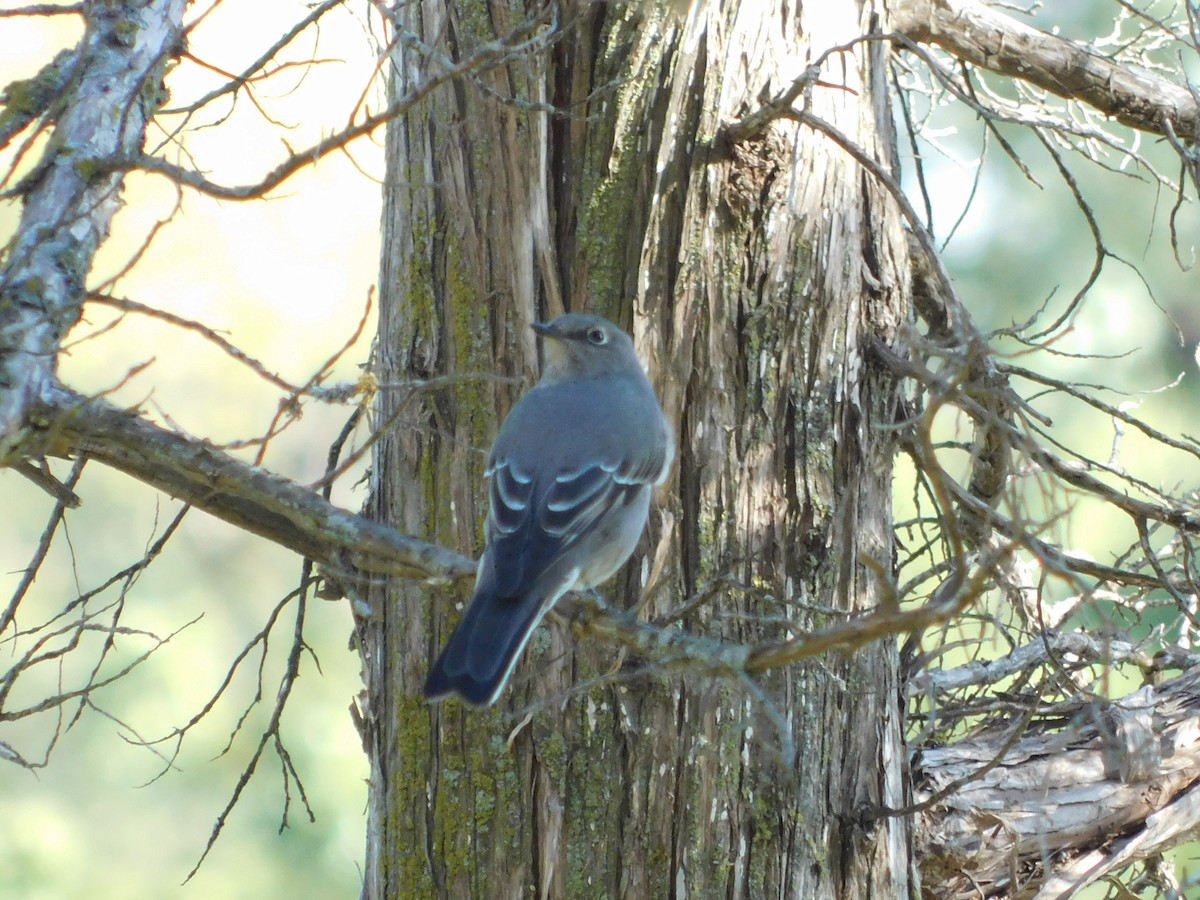 Townsend's Solitaire - ML268233381