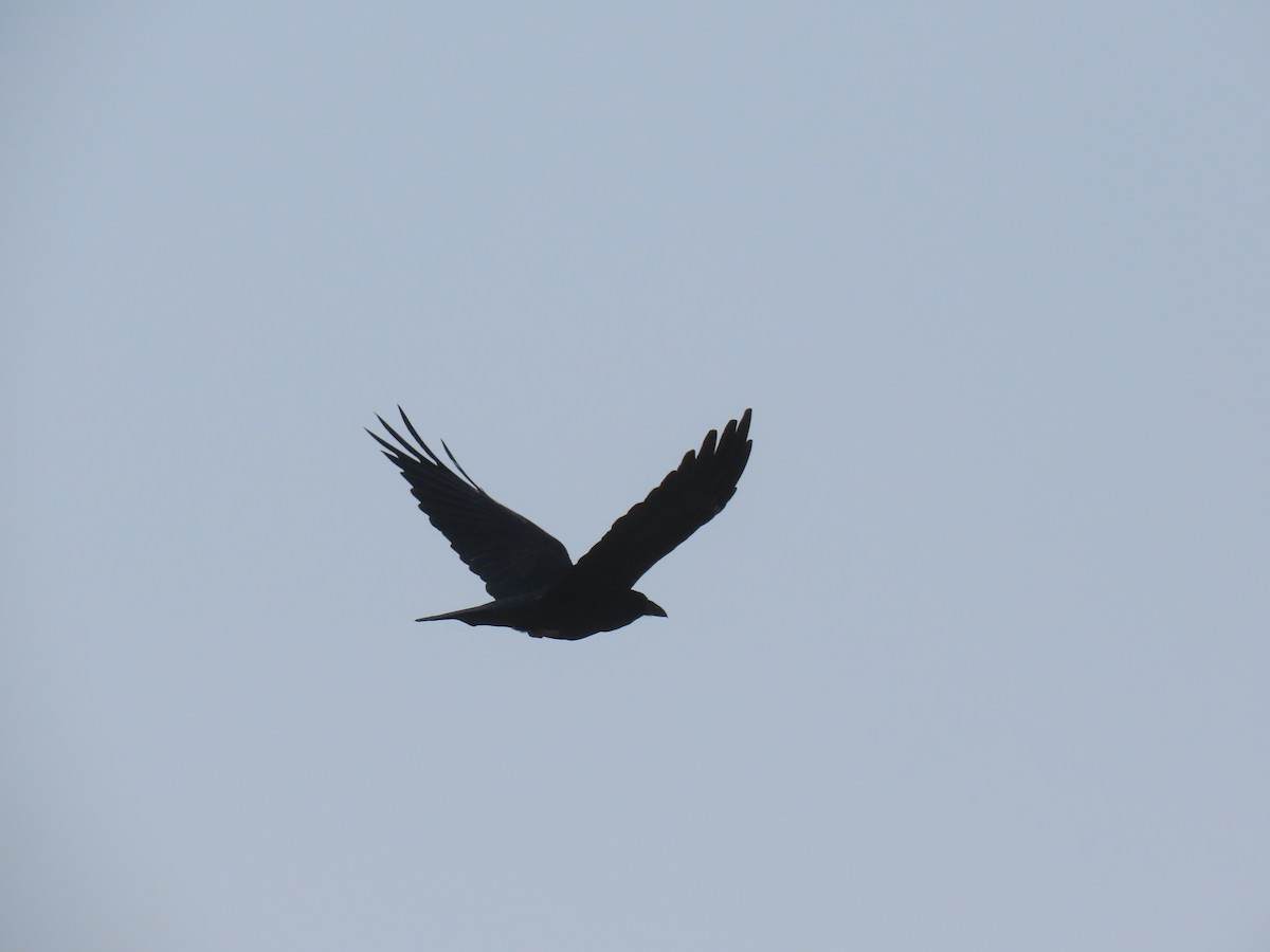 Common Raven - ML268234871
