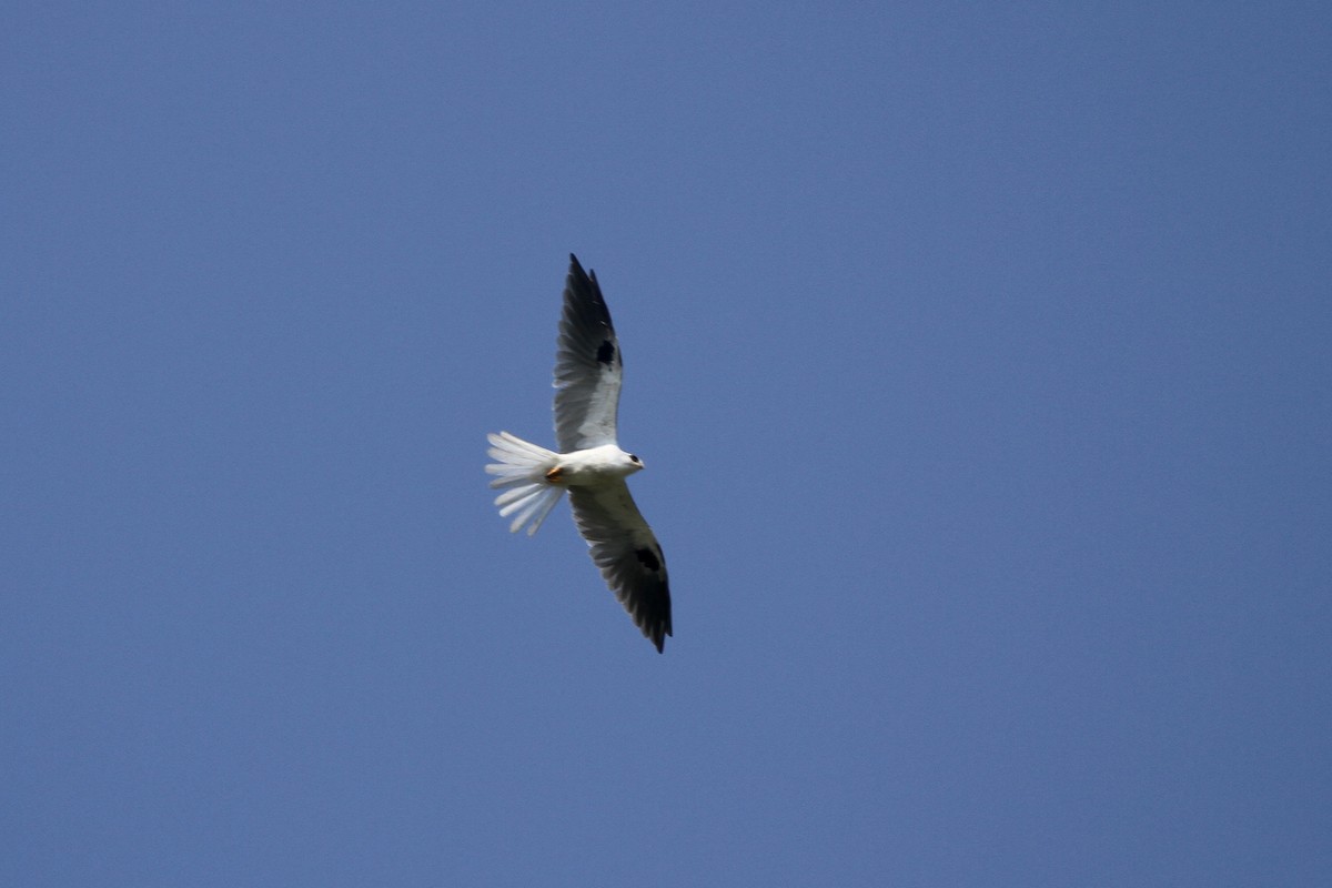 White-tailed Kite - Will Sweet