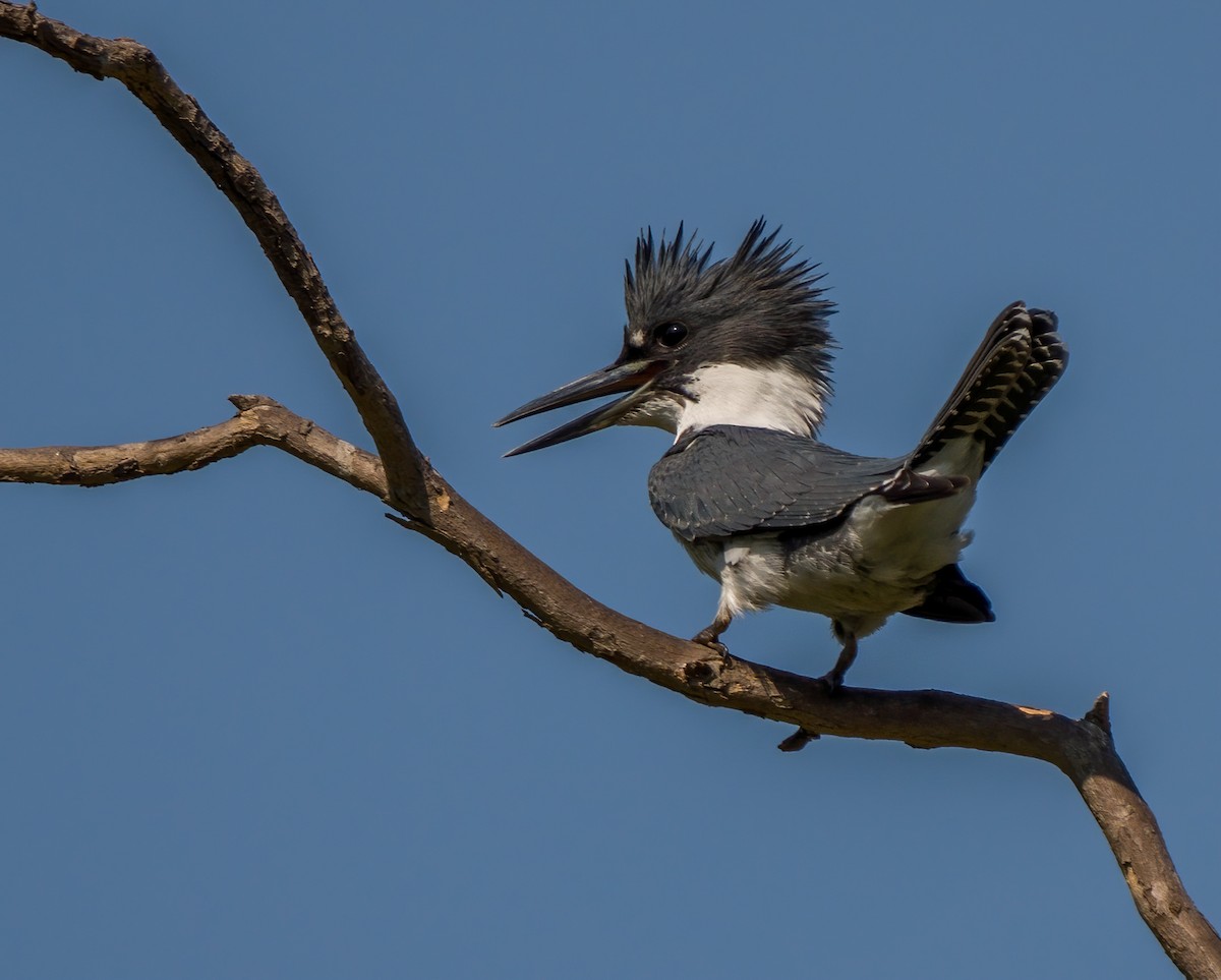 Belted Kingfisher - Jhoneil Centeno