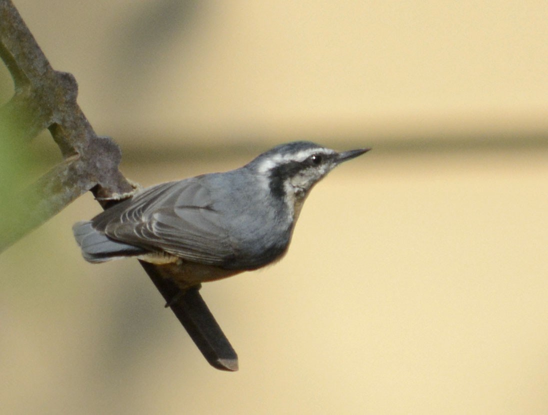 Red-breasted Nuthatch - ML268237041