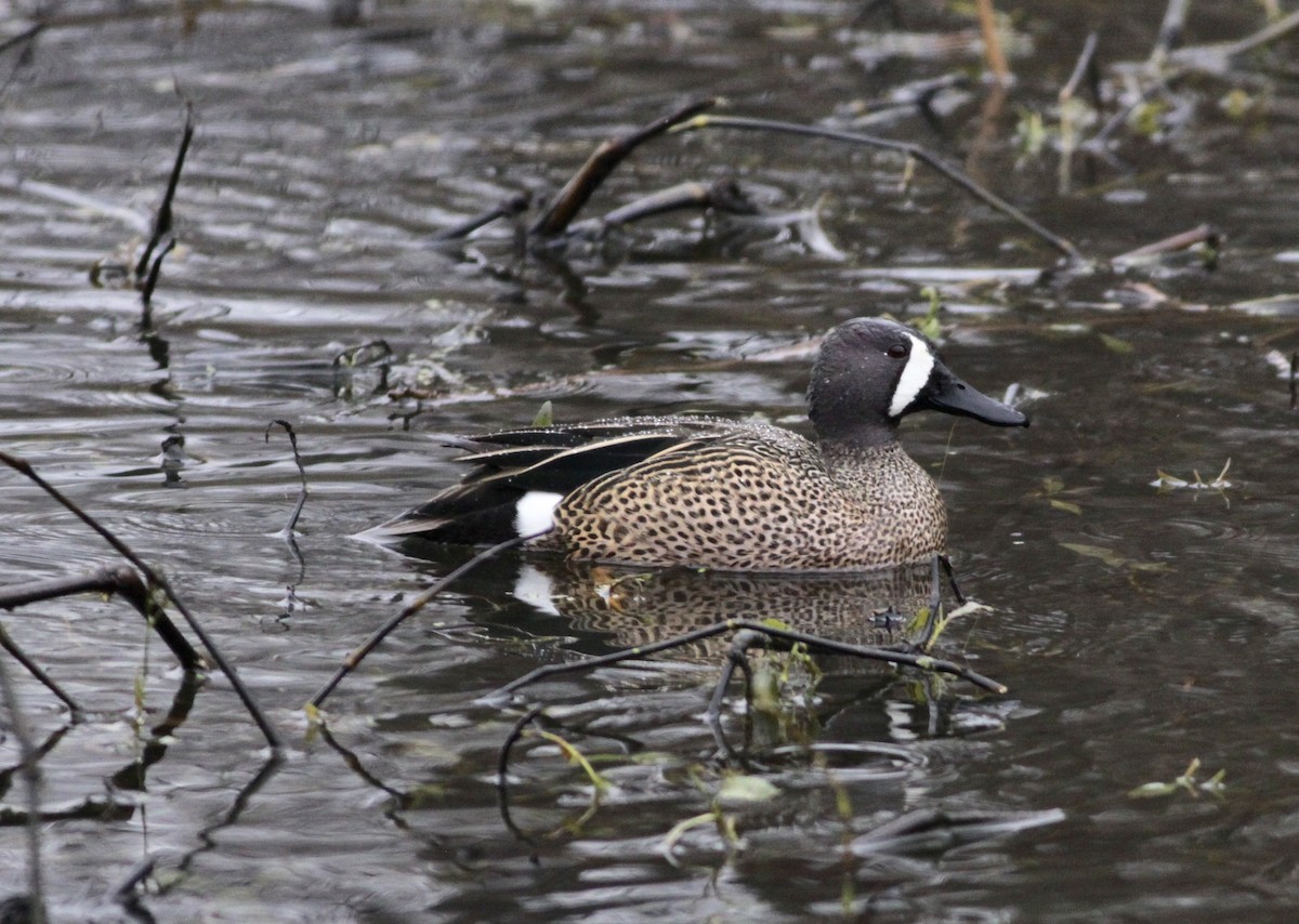 Blue-winged Teal - ML26823751