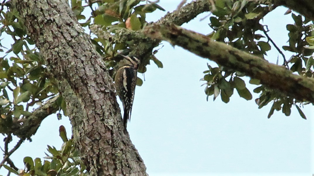 Yellow-bellied Sapsucker - Kevin Cunningham