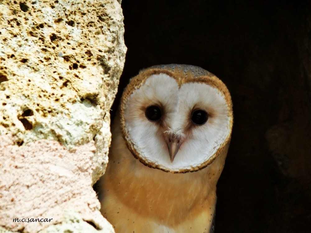 Barn Owl - Mustafa Coşkun  Sancar