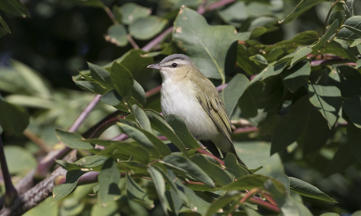 Red-eyed Vireo - Heather Wolf