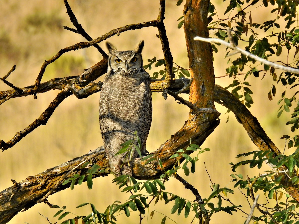 Great Horned Owl - ML268260981