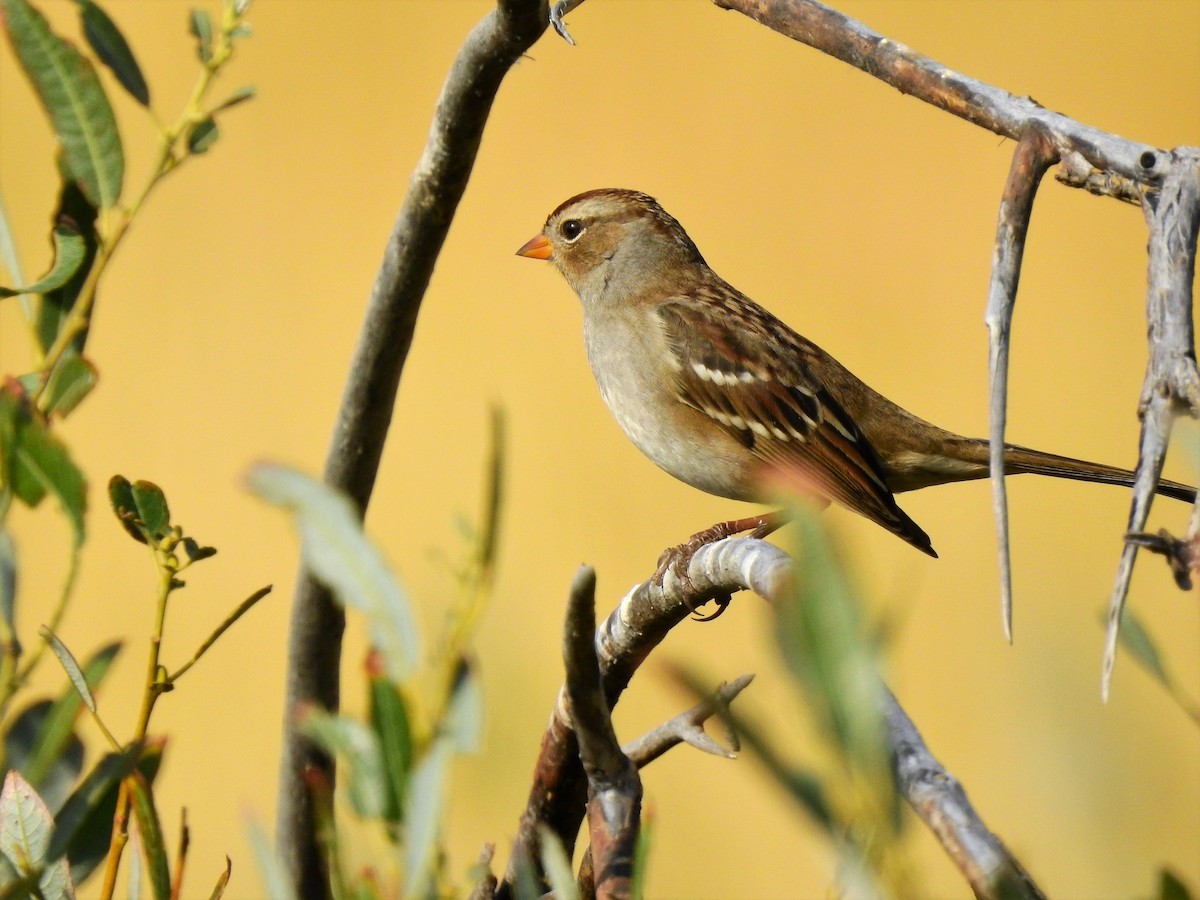 White-crowned Sparrow - ML268261451