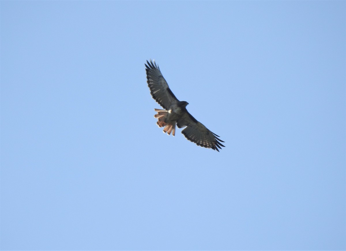 Red-tailed Hawk - ML268263691