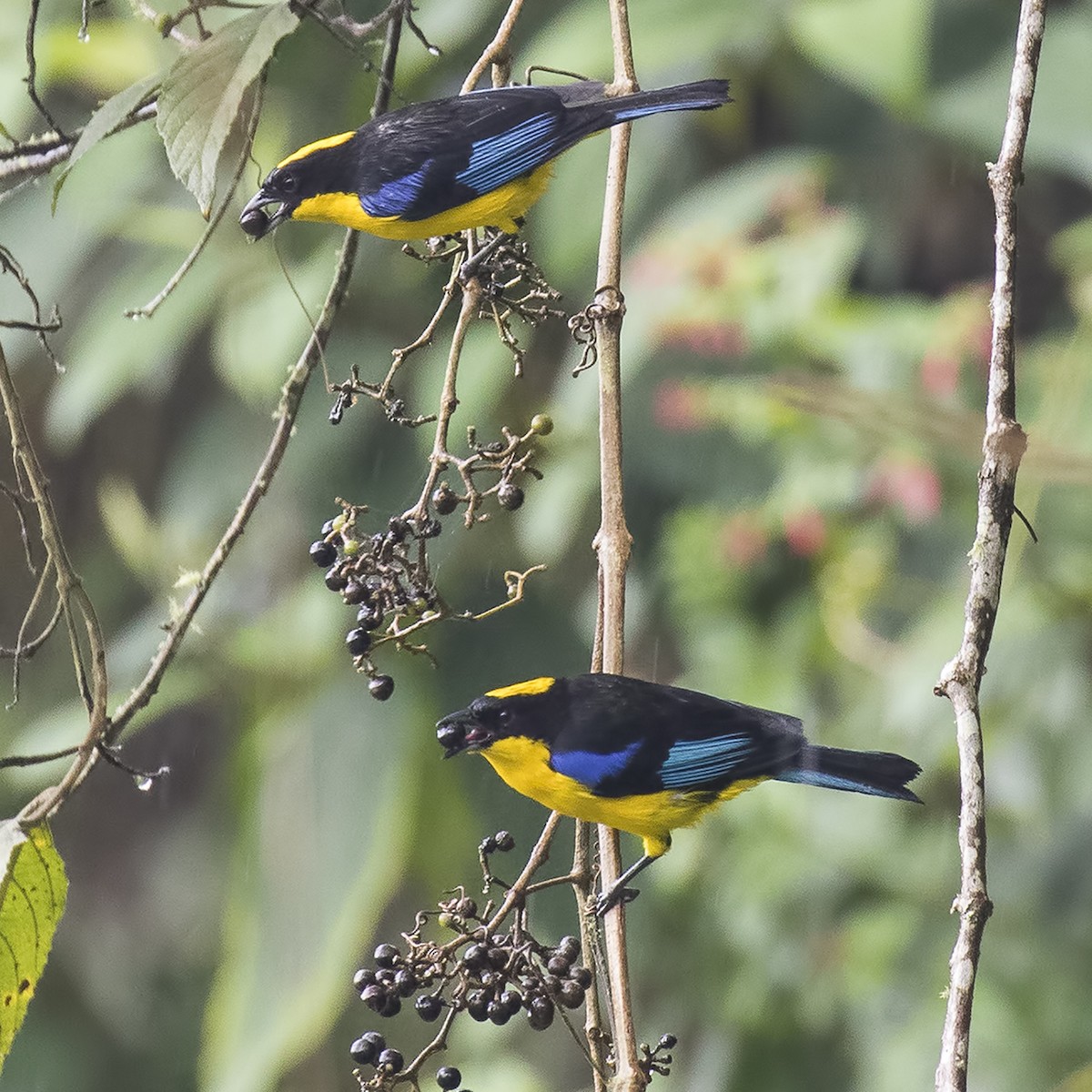 Blue-winged Mountain Tanager - ML26826411