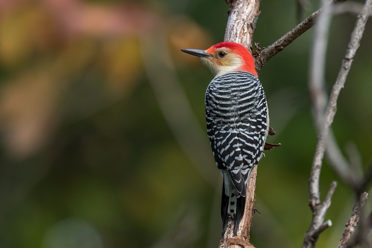 Red-bellied Woodpecker - ML268265531