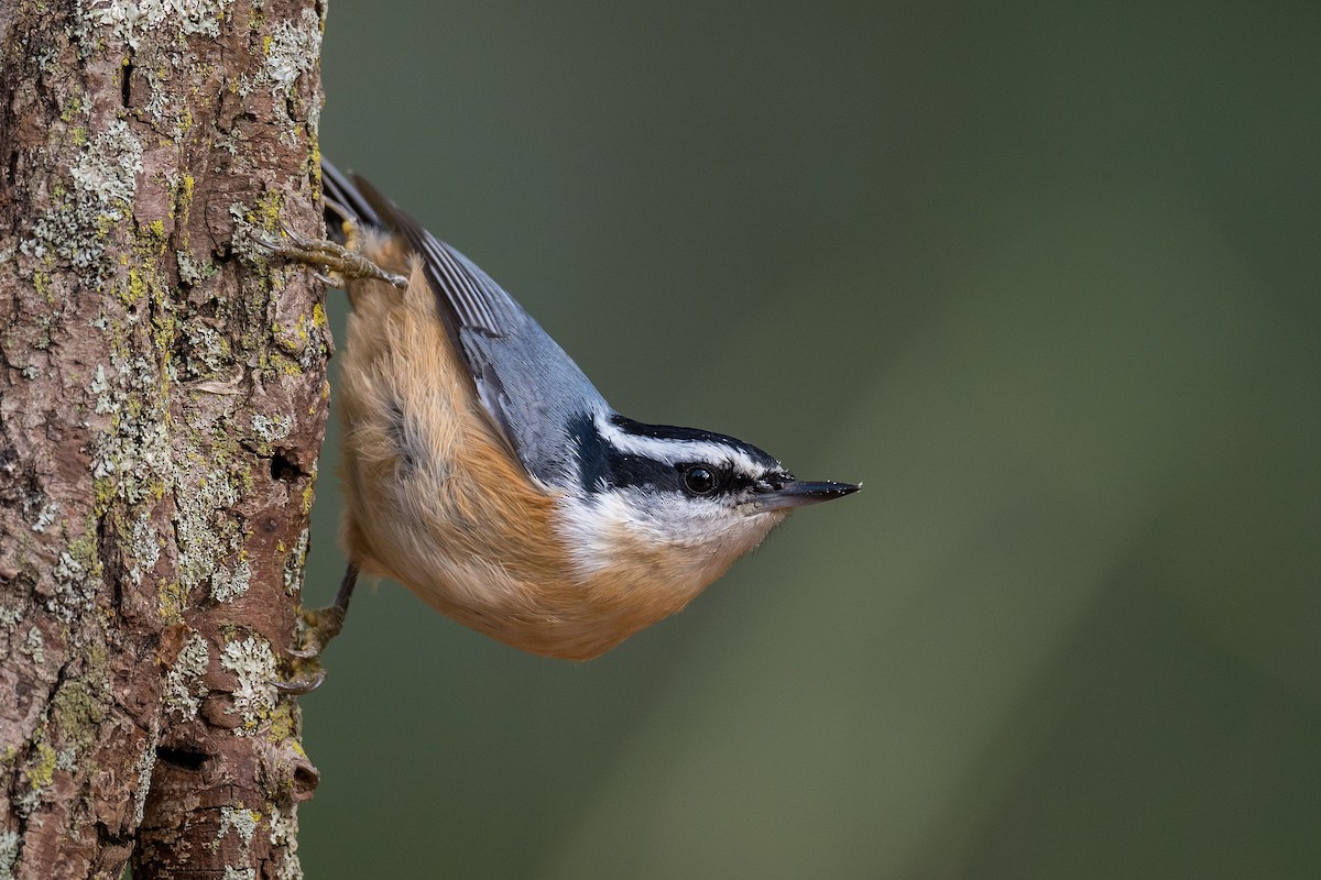 Red-breasted Nuthatch - Allan  Bigras